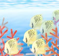 coralreef